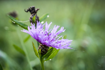 Wet Purple Knapweed Flower with bokeh