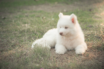 Naklejka na ściany i meble white siberian husky puppy lying on green grass
