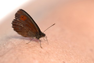 Butterfly on skin