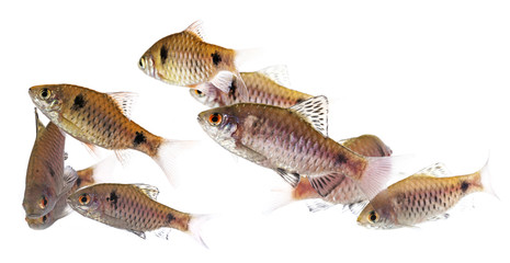 Fototapeta premium aquarium fish Puntius padamya