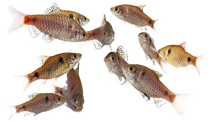 aquarium fish Puntius padamya