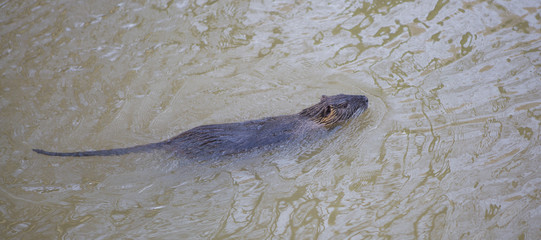 Ragondin © Jean-Paul Comparin