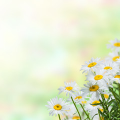 Fototapety  Floral background