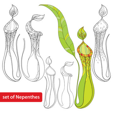 Set of Nepenthes or monkey-cup isolated on white background. Illustrated series of carnivorous plants. Tropical pitcher plant in contour style.