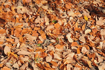 Fallen autumn leaves