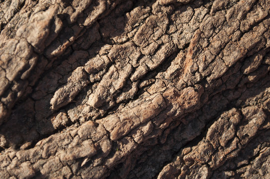 รูปภาพCorteccia เลือกดูภาพถ่ายสต็อก เวกเตอร์ และวิดีโอ3,760 Adobe Stock