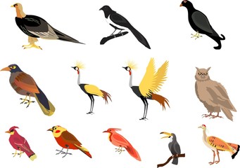 Vector birds set. Isolated on white illustration.