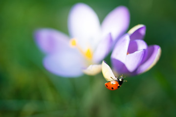 Fototapeta premium Lady bug on spring Crocus flowers, macro image with small depth of field