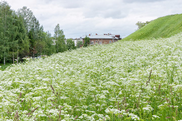 Blossoming grass-covered earth-deposit before buildings. Belozersk, Vologodsky region, Russia. 
