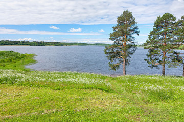 Lake shore with pines and blossoming white glague flowers. Ferapontovo, Vologodsky region, Russia.
