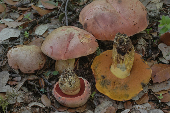 grupo de Boletus lupinus