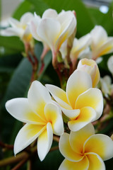 Fototapeta premium white frangipani tropical flower, plumeria flower fresh blooming