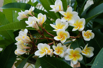 Fototapeta na wymiar white frangipani tropical flower, plumeria flower fresh blooming