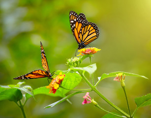 Fototapeta premium Two tiger butterfly on the flowers