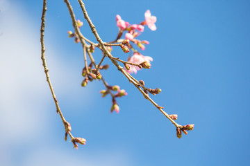 Bud of Cherry blossom branch spring background