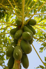 papaya tree
