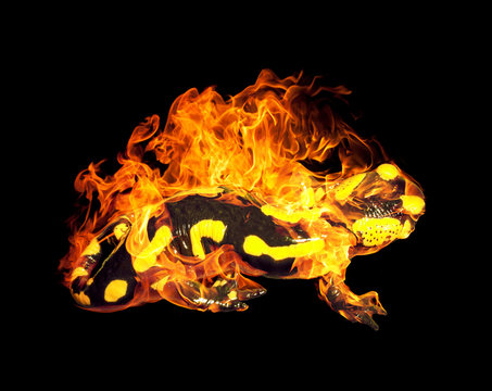 burning fire salamander