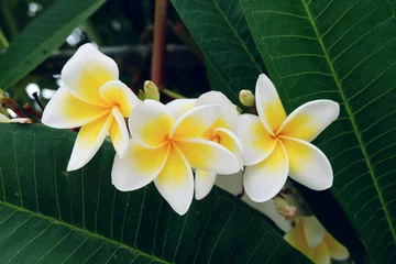 Photo sur Plexiglas Frangipanier white frangipani tropical flower, plumeria flower fresh blooming