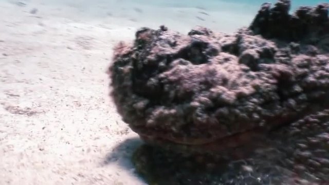 Scorpionfish stonefish scorpaenopsis diaboblus floats over a coral reef in the Red Sea. Underwater sea ocean marine life and its inhabitants, creatures diving, travels in blue tropical coral reef.