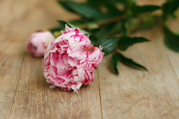 Peony with drops on old wooden table