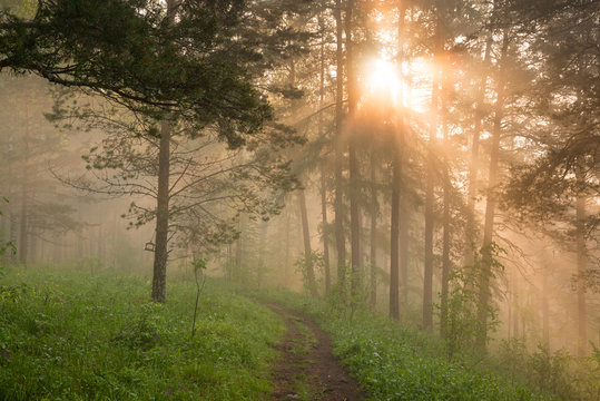 Fototapeta morning in the magic forest