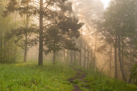 Fototapeta morning in the magic forest