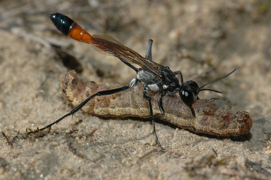 Avispa cavadora caza oruga