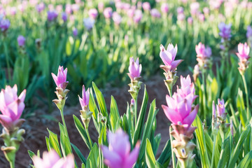 Curcuma alismatifolia or Siam tulip or Summer tulip in the garde