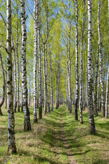 Fototapeta premium Birch-tree alley at spring forest