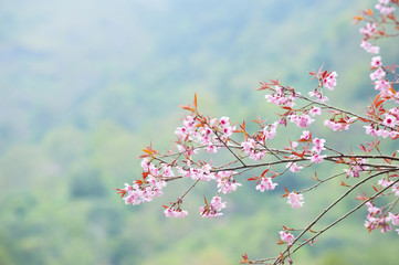 Spring Sakura Cherry Blossom