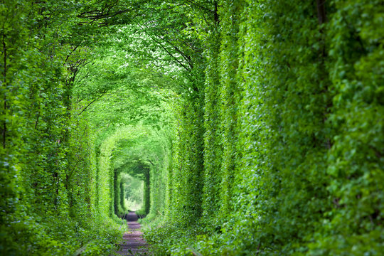 Fototapeta Fantastyczny prawdziwy tunel miłości, zielone drzewa i tory kolejowe