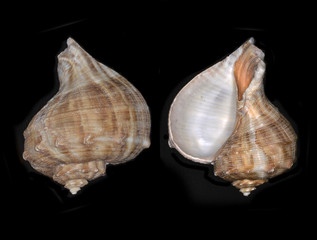 Rapana, a genus of predatory marine gastropod mollusks in the family Muricidae