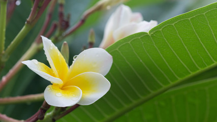 white frangipani plumeria tropical flower with water drops