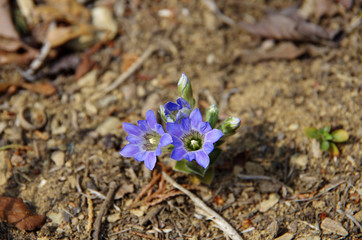 リンドウ　/ 　Gentian flowers.
