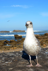 Essaouira, Morocco -  January 5, 2016: Seagull in Essaouira 