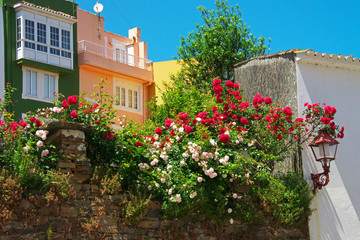 Fototapeta na wymiar Blütenpracht in der Altstadt von Cedeira Galicien