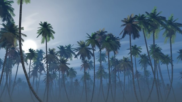 Mysterious foggy palm forest in a full moon night