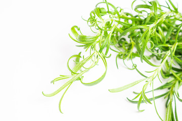 Fresh rosemary on a white background