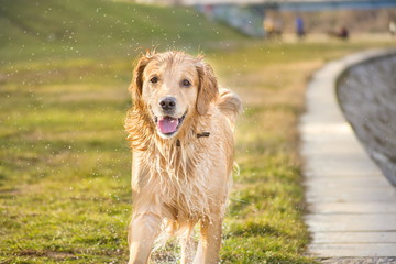 wet golden retriever