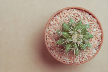 Cactus on simple background