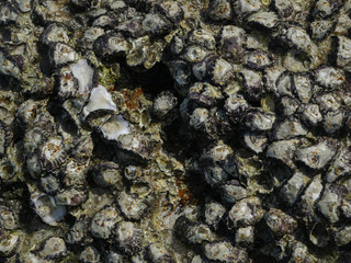 fossil