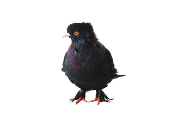 black pigeon