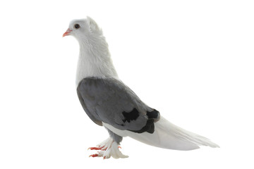 white pigeon