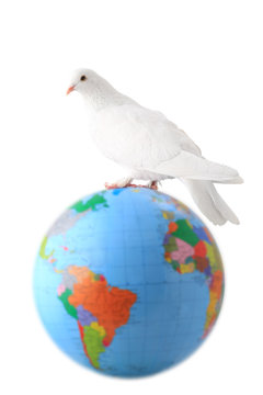 white pigeon. globe