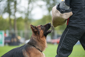 Working german shepherd dog