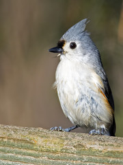 Tufted Titmouse
