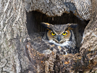 Female Great Horned Owl in Nest