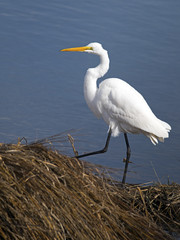 Great Egret