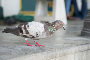 Pigeon