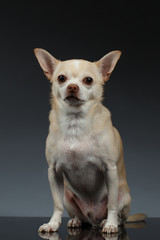 Portrait little Chihuahua dog Sitting on Blue backgroun